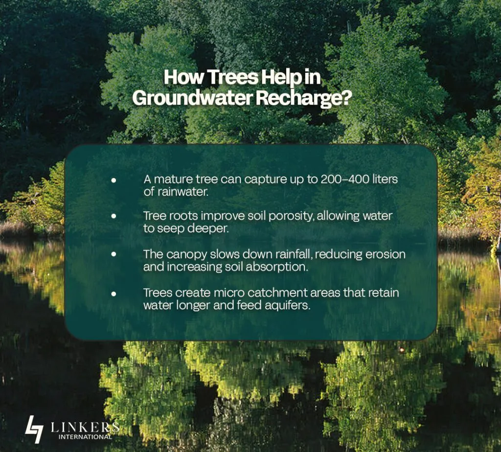 Which Trees Increase Ground Water Level