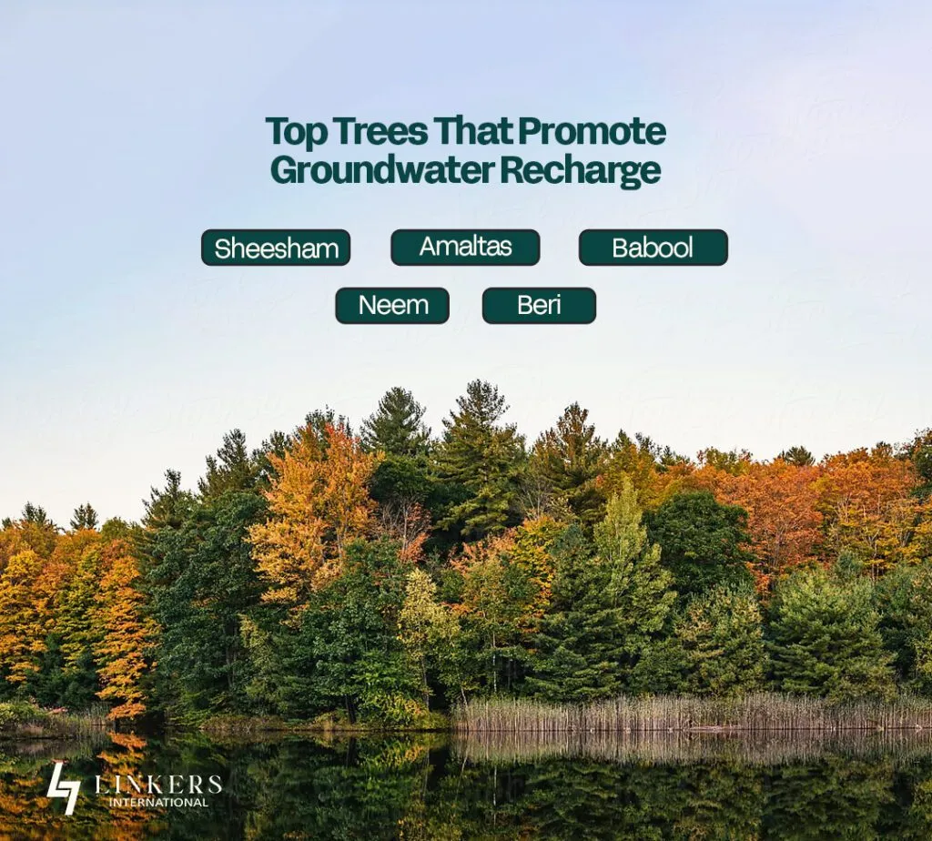 Which Trees Increase Ground Water Level